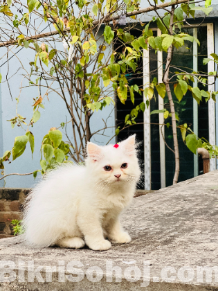 Persian cat
